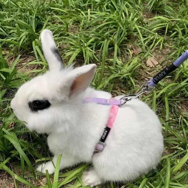 Rabbit Leash Outdoor Walking with Kitty Rabbit Cute Carrot Shape Harness Prevent Escape Adjustable Traction Rope Pet Accessories