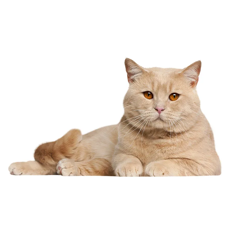 Three Ratels QC495 High detail British shorthair cat wall stickers for kids Vinyl PVC Decal