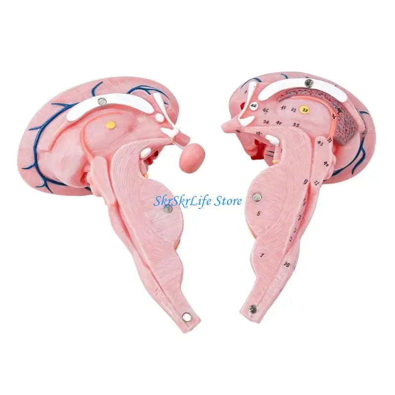 E65E Educational Tool Brainstem Model Magnified Three Times for Clinical Training Purposes
