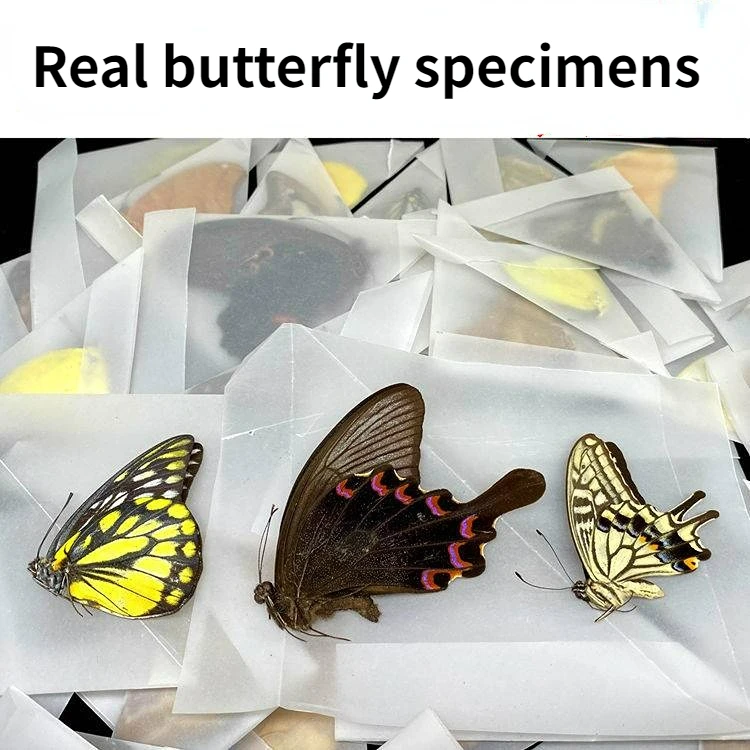 

Real Butterfly Specimens without Spreading Wings DIY Practice Making Materials home decor living room decoration