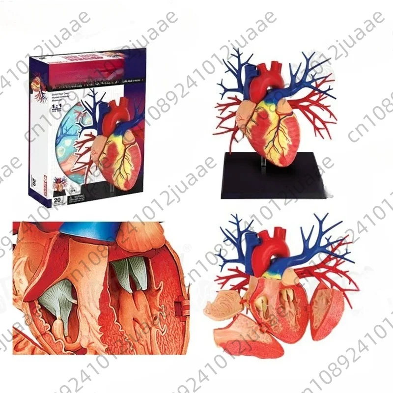 Puzzle Assembly 1:1 Large Heart Visceral Organ Anatomy Medical Teaching Model