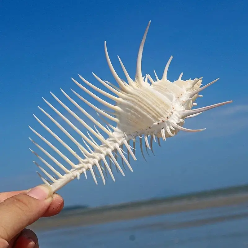 Natural Conch Shell Venus Specimen Creative Home Landscaping Platform Decoration Beautiful and Beautiful Natural Without Dyeing view 3