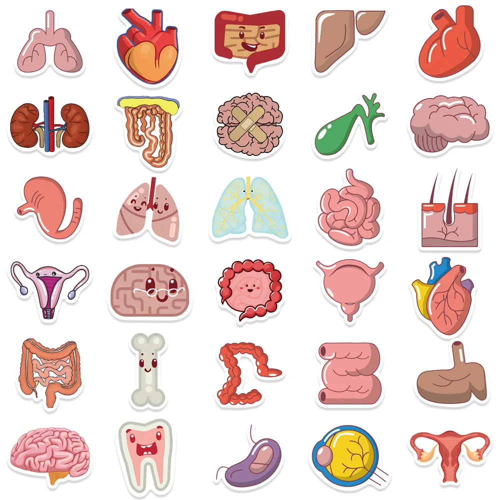 65Pcs Cartoon Human Body Organ Stickers Waterproof Sticker Anatomy Map Decals for Water Bottle Laptop Luggage Phone Kids Toys