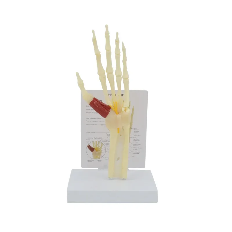 Human Hand Bone Model with Palm and Wrist Bones for Medical Teaching and Study  18cm * 15cm * 30cm