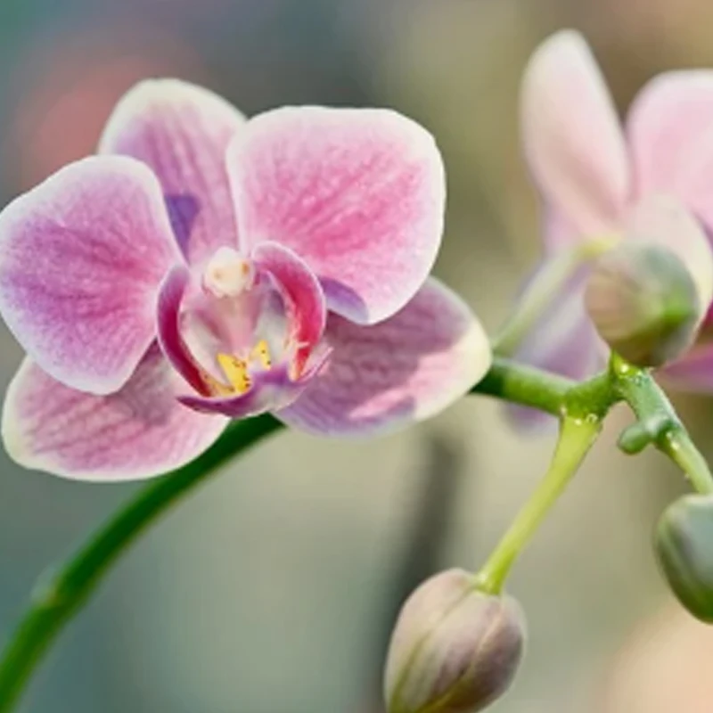 

Caddx Walksnail Avatar GT Kit Max 2W VTX Gyroflow 1080P 100fps с двумя антеннами, ночным видением, сенсором Starvis II, для FPV-дронов с большой дальностью действия