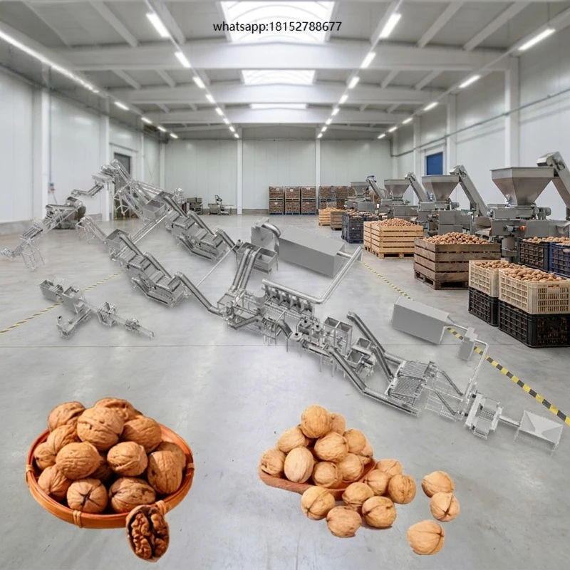 Automated Walnut Nuts Primary Processing Line  Washing Sorting Production Equipment