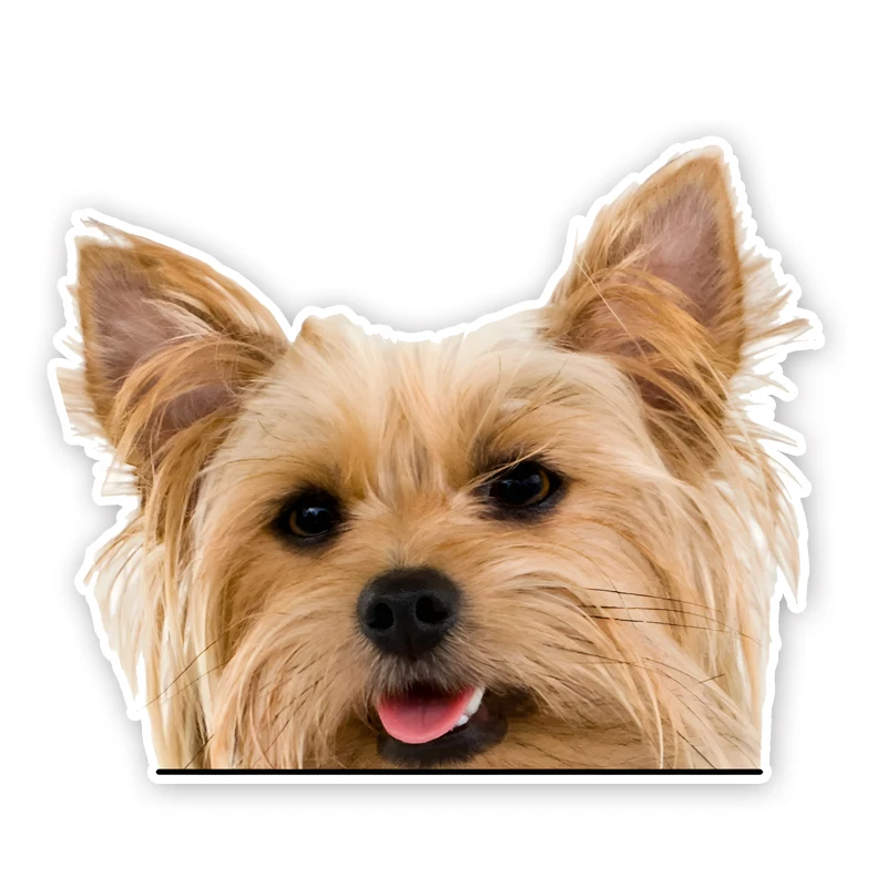 DK320# Australian Terrier Car Bumper Window Stickers For Car Truck Van Fashion Decals Vinyl Material Creative Stickers