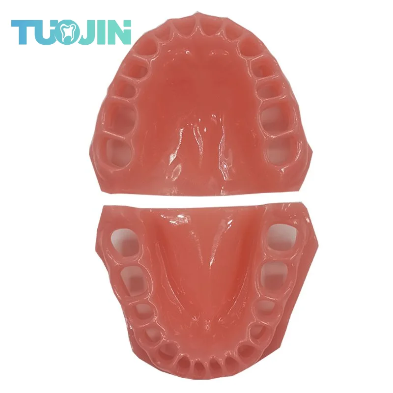Dental Education Supplies Standard Tooth Model Soft Gum Typodont Silicone Soft Jaw for Dentistry Practice