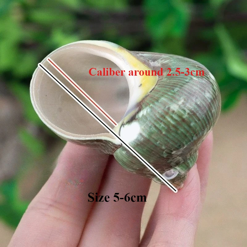 Natural Conch Shell Avocado Green Snail Hermit Crab Fish Tank Landscaping Children's Popular Science Gifts Family Decorations