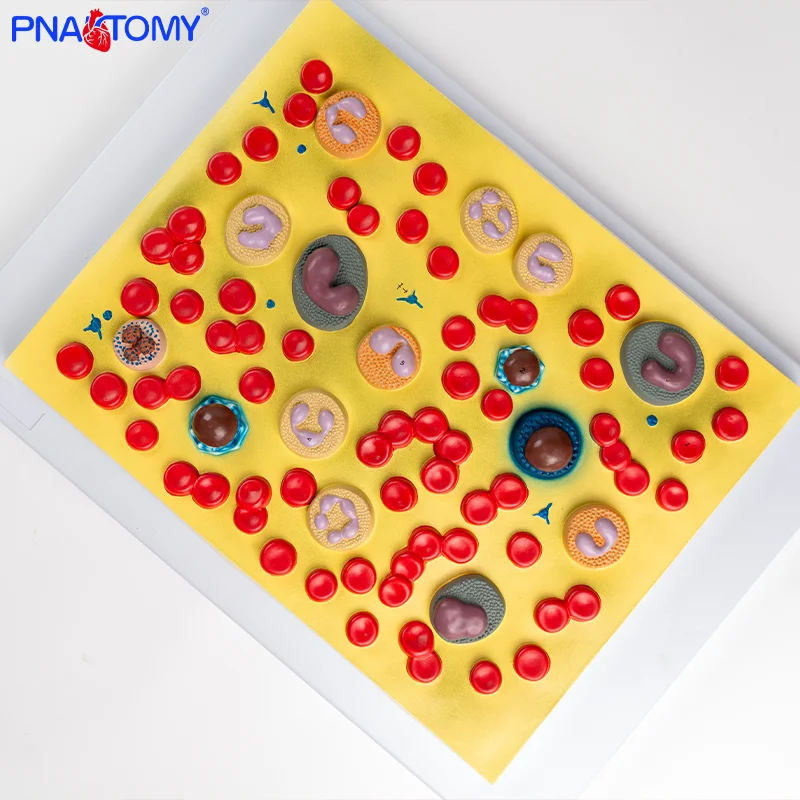 

Enlarged Anatomical Model of Human Cell Structure Relief of Blood Cell Structure Blood Platelets
