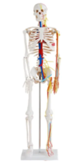 Whole Body Skeleton 85cm with Vascular Nerve Model Medical Science Bone Simulator Teaching Aids for Medicine College Biology and