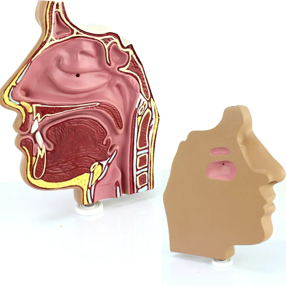 Human Medical Nasal Anatomy Model Nasal Endoscopy Puncture Nasal Anatomy Model Otolaryngology