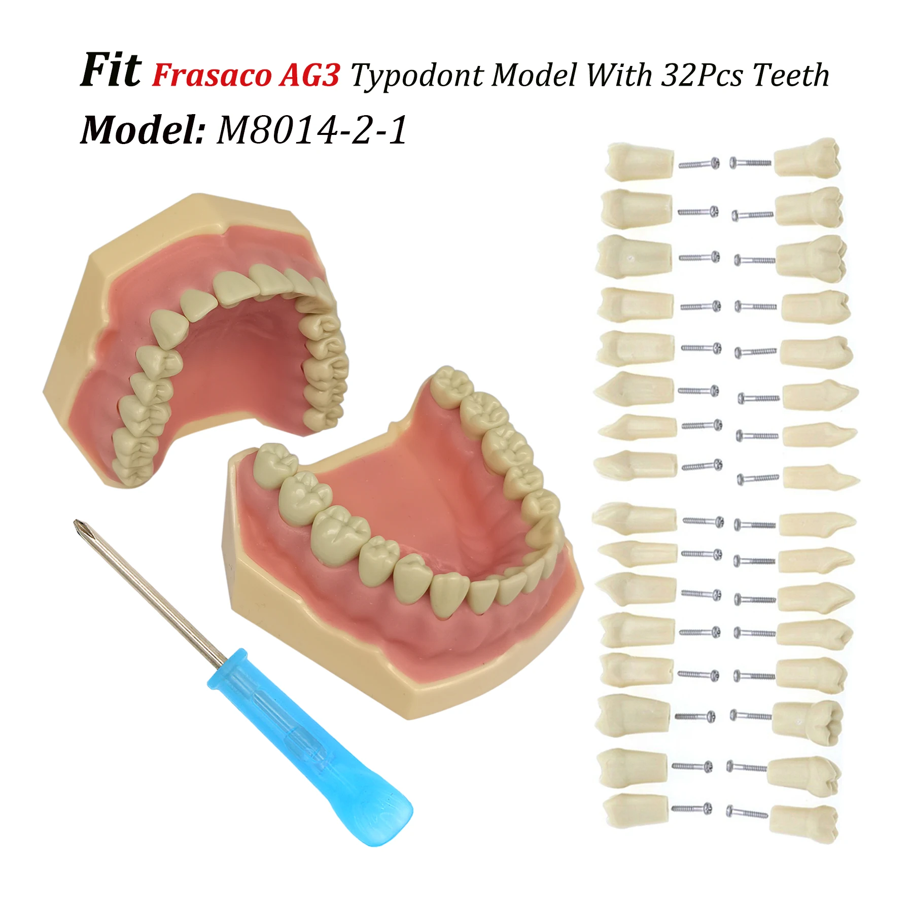 Frasaco AG3 Typodont Fit Dental 32 szt. Wkręcane praktyka wypełnianie miękkiej dziąseły Gingivae zęby Model M8014-2-1 zęby zamienne