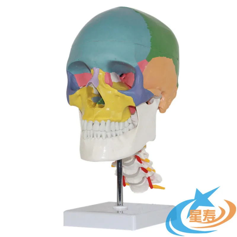 

Medical high fidelity human colored skull with cervical spine skull anatomical model