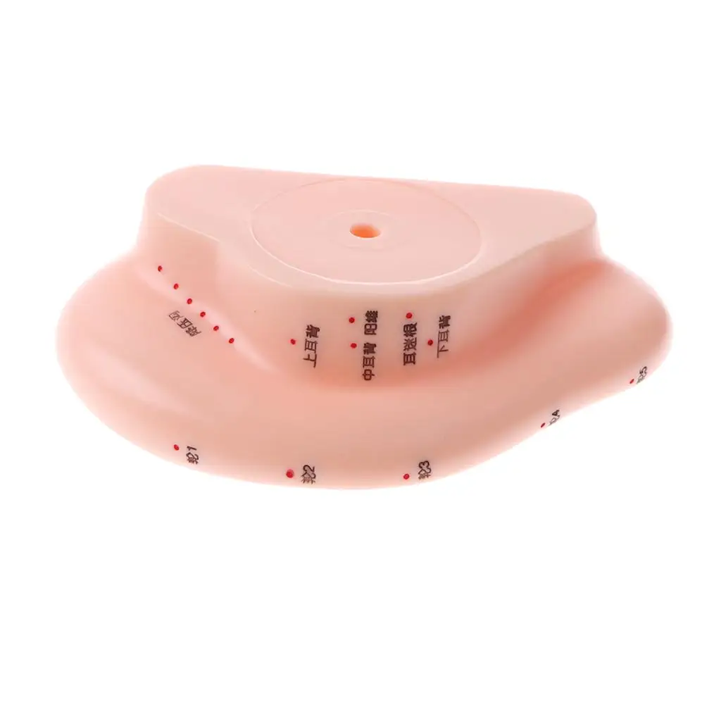 13CM Human Ear Model with Acupuncture Reflexology for Laboratory Anatomy Studies Display