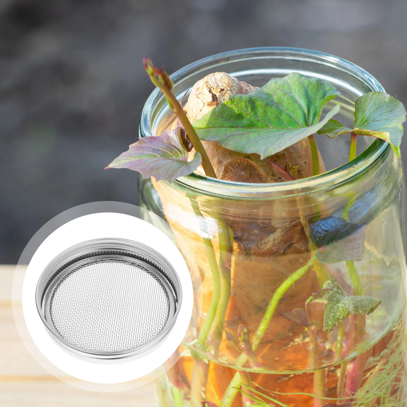 

6 Pcs Can Lid Stainless Steel Filter Sprout Cover Sprouting Jar Kit Propagator Lids