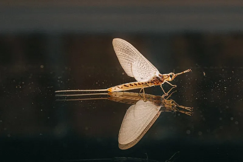 

Для комплекта аксессуаров HG P407