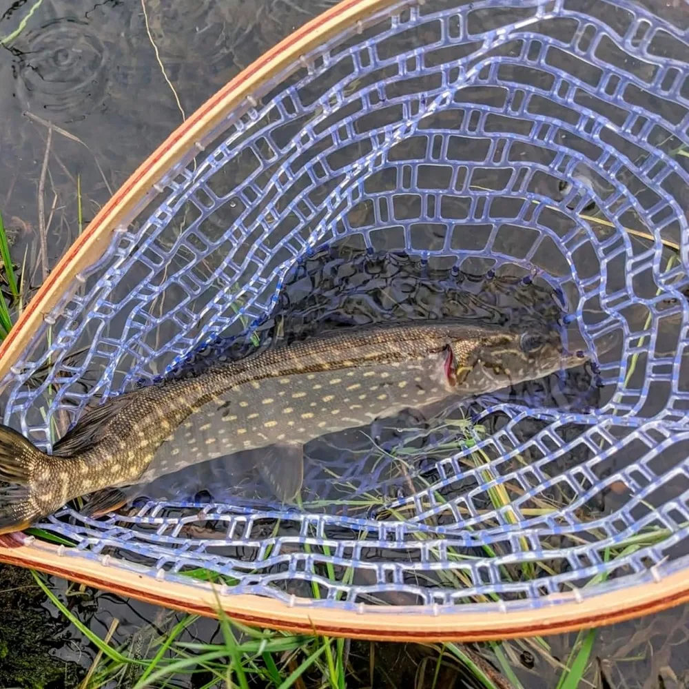 Salabardo de pesca con malla de goma y mango de madera para mosca - imagen 4