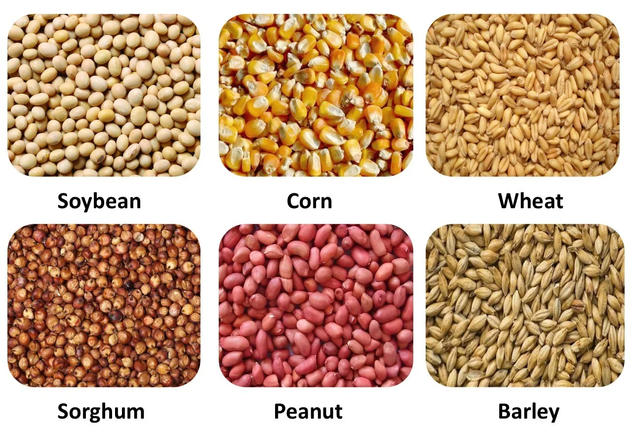 Easy to Operate Small Farm Potato Seeder and Garlic Seeder