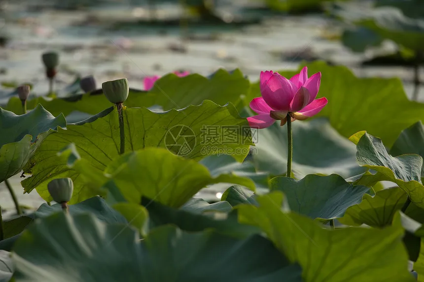 

1.9 inch Beadlock Wheel & Tire Set with 12mm Hex for 1/10 RC Crawler TRX4 TRX6 Axial SCX10/SCX10 II/SCX10 III Gen7/8 D90 VS4-10