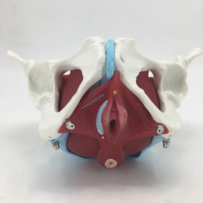 Female Pelvic Uterus Muscle Organ Anatomy Teaching Model