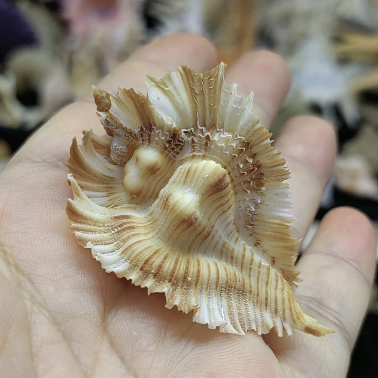 Pterynotus Miyokoae Siratus AlabasterNatural Shell Conch Specimen Snail Ocean Decor Nautical Home Decor Seashell