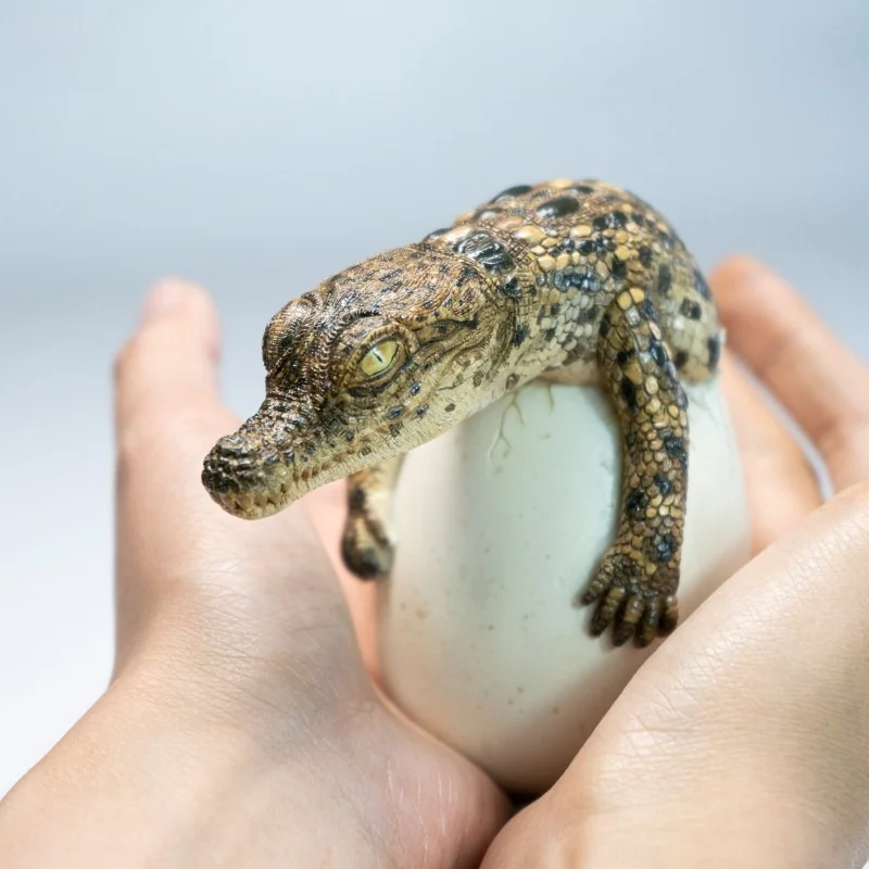 JXK X319 Hatching Crocodile Simulation Animal Model Figurine Egg Shell Design Desktop Ornament Collectible Display Statue Home