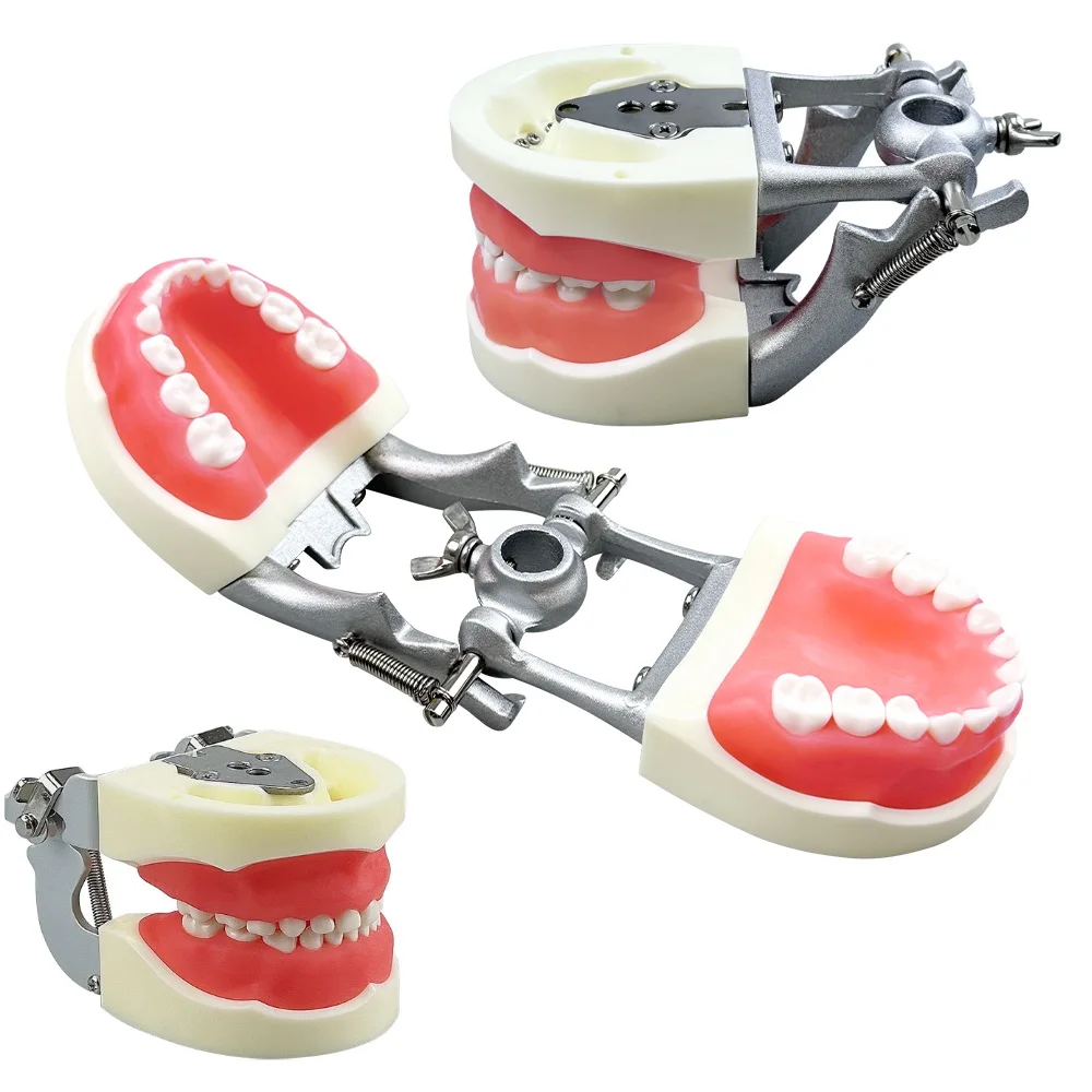 Child Dental Model with 24pcs Removable Teeth Resin Teeth Model Practice Teaching Gum Teeth Jaw Model Dentist Demonstration Tool