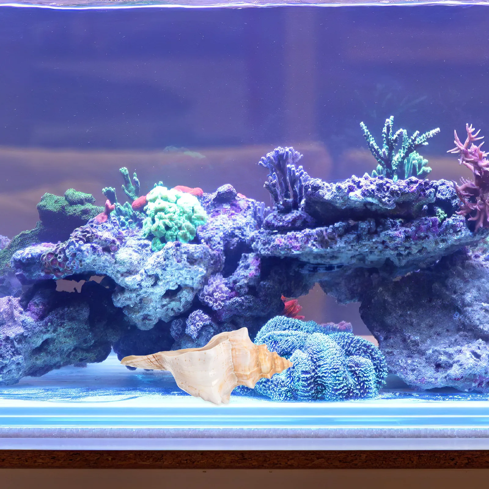 Planted Aquarium Photos - 강렬한 줄무늬가 있는 천연 대형 소라