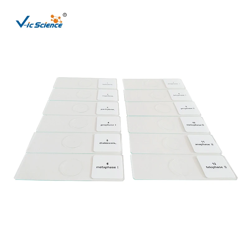 

Набор предметных стекол кукурузного пыльника Meiosis, 12 шт.
