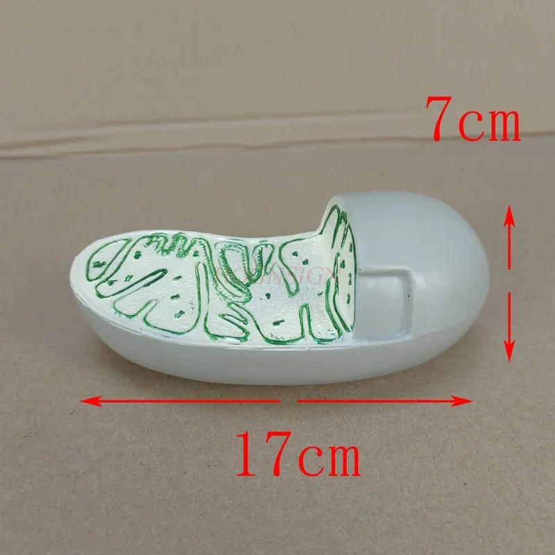 science small production materials Various cell models organelle structure mitochondria chloroplast Golgi apparatus central body