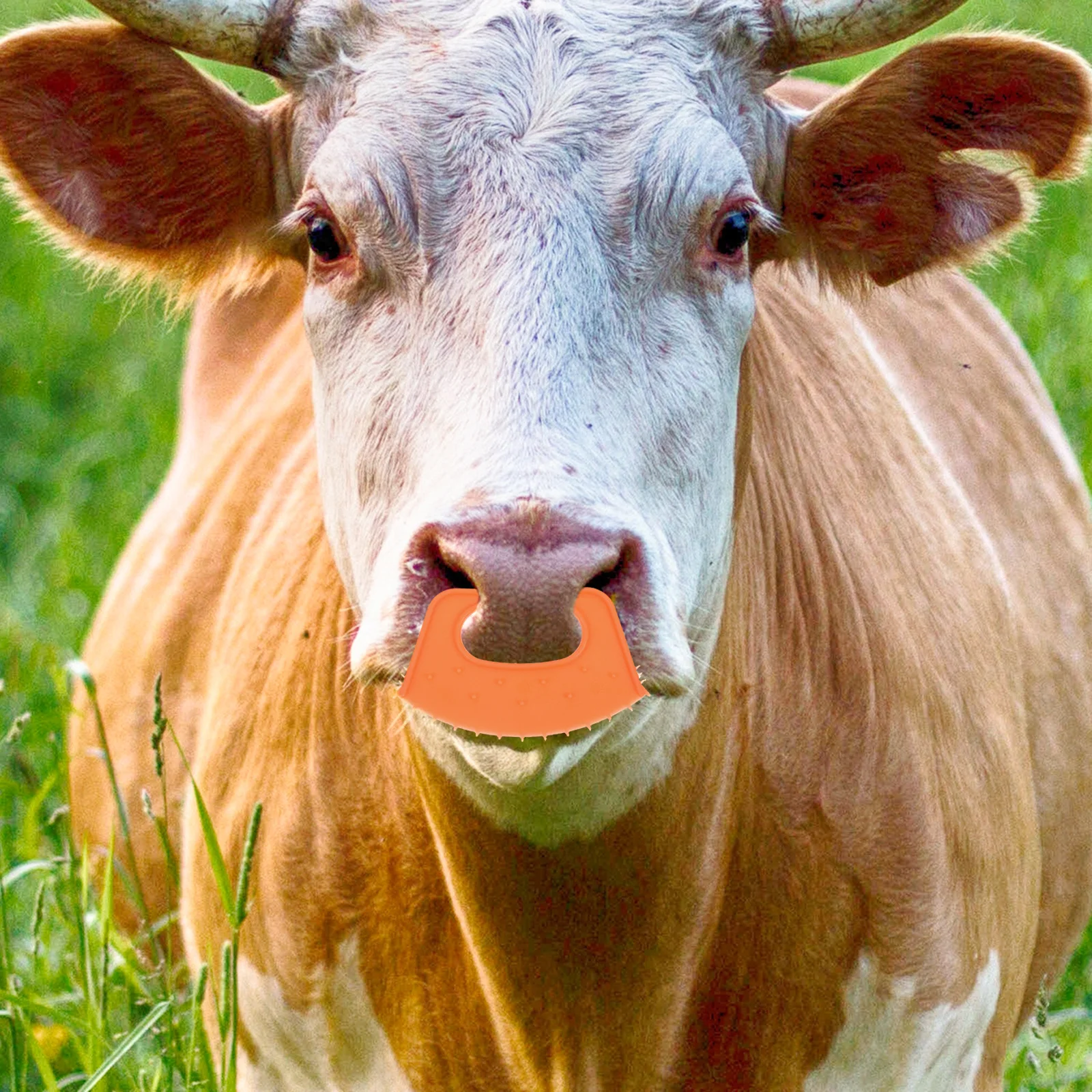 10 قطعة أداة لف العجل البلاستيكية سميكة مقاومة للاهتراء مشبك أنف الماشية لمزرعة معدات الفطام الماشية