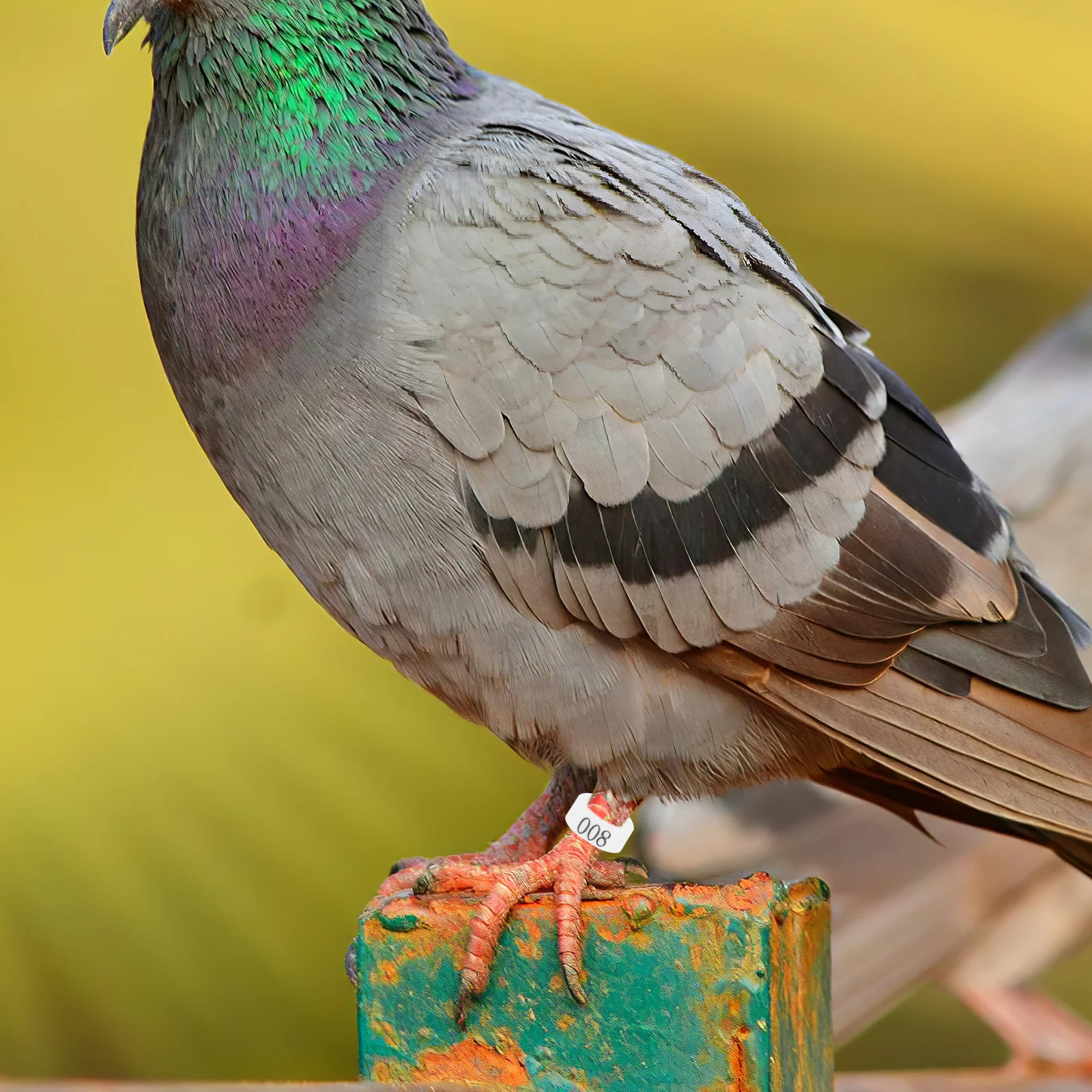 

100pcs Pigeon Leg Rings Clear Reusable Bands Bird Foot Accessories Chicken Supplies Pet Poultry