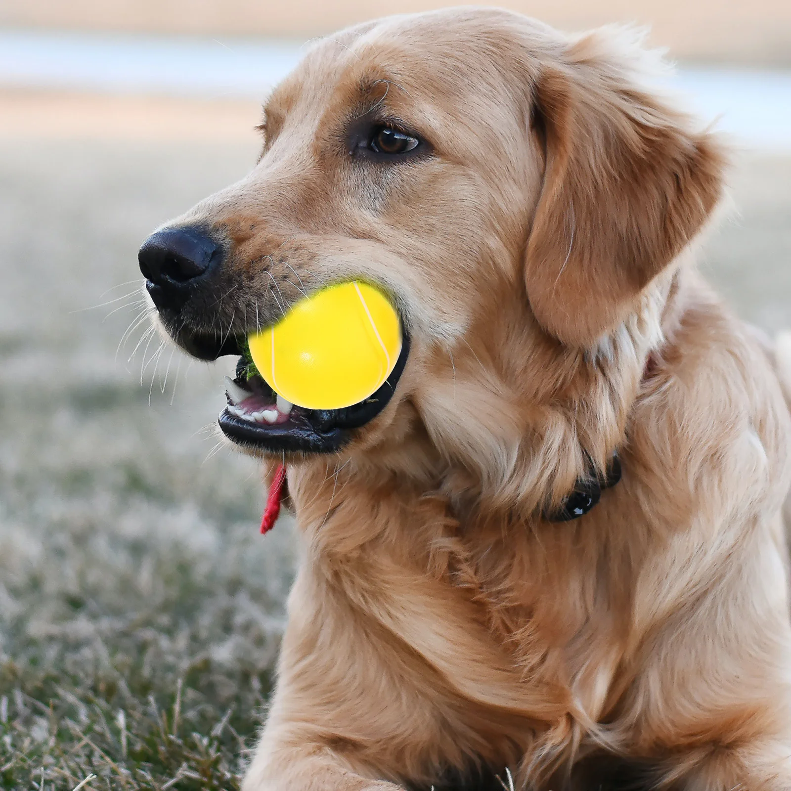 

4Pcs Bounce Ball Set Rubber Pet Dog Fetch Training Chewing Interactive Floating Outdoor Balls Dog Toy Pet Supplies