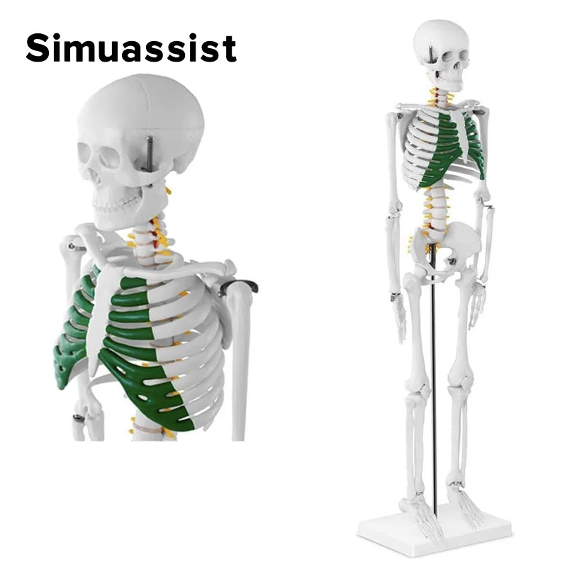 85CM Human Skeleton Model Flexible Arm And Leg Anatomy For Medical Research Medical Teaching Tool