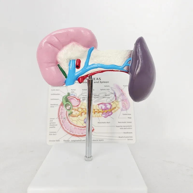 医学教育用人体解剖模型-健康脾臓模型-人体脾臓解剖模型-教育用具