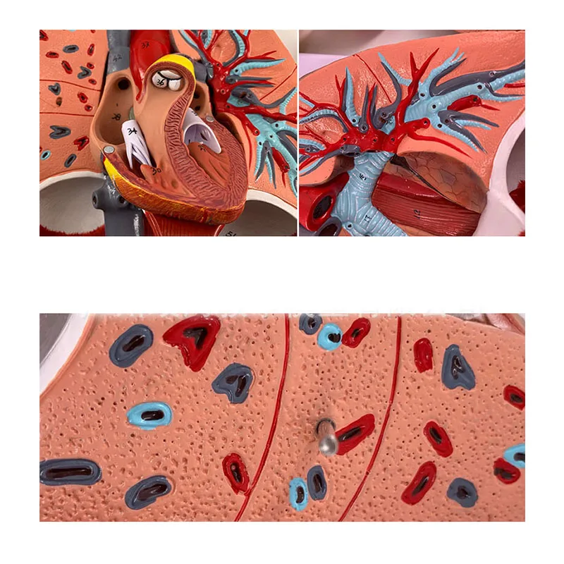 Imagem -06 - Modelo Anatômico Humano Modelo Médico Anatomia Pulmonar Sistema Respiratório Material Docente Laringe Coração Pulmão