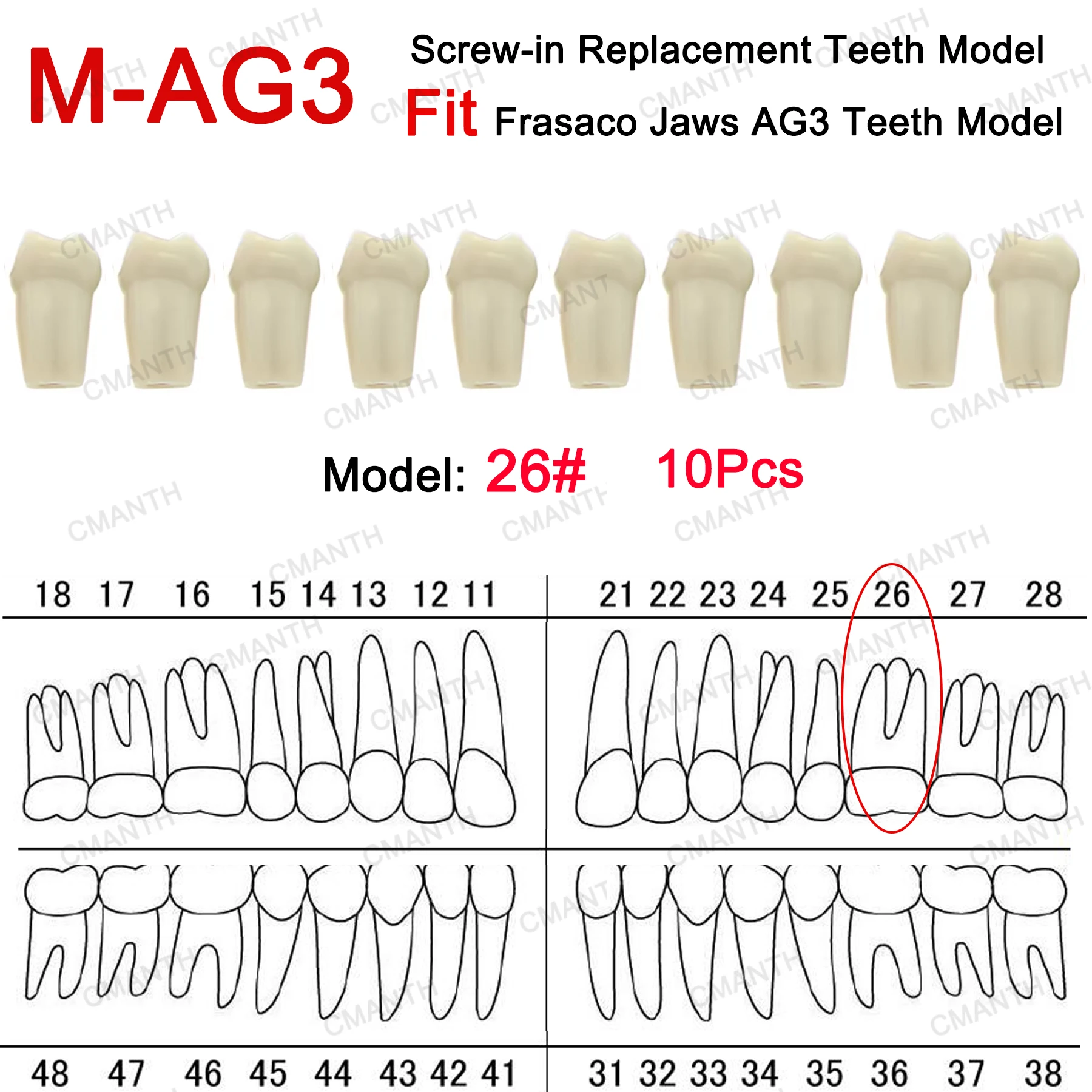 نموذج لشكل الأسنان مناسب Frasaco AG3 نوع أسنان كاملة 32 قطعة ممارسة ملء لينة اللثة اللثة طبيب الأسنان التدريس الملحقات #5