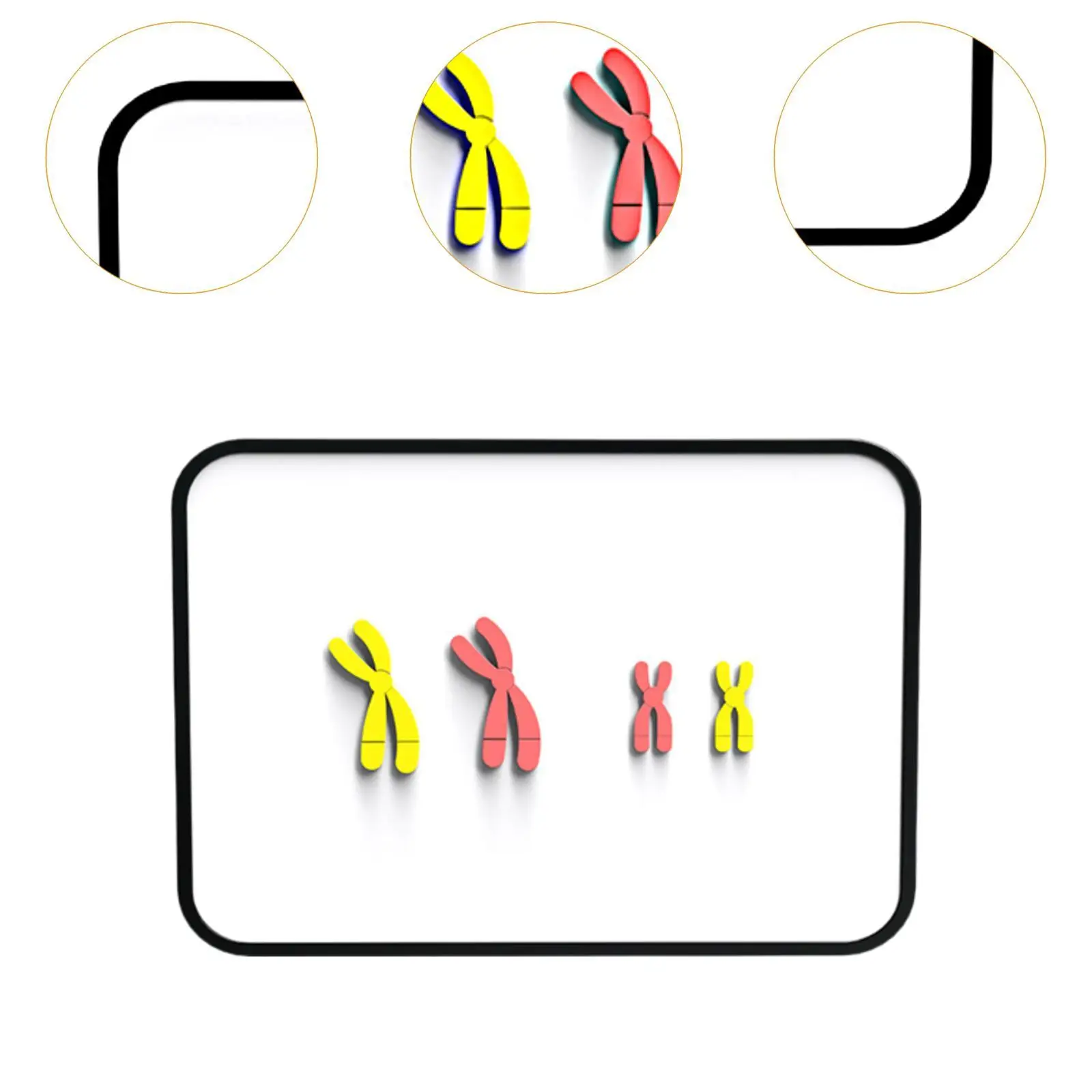 Chromosom-Änderungsmodell, magnetische Biologie, Wissenschaft, Biologie, Lehrmodell, Lehrexperiment, Lernwerkzeuge für die Mittelschule