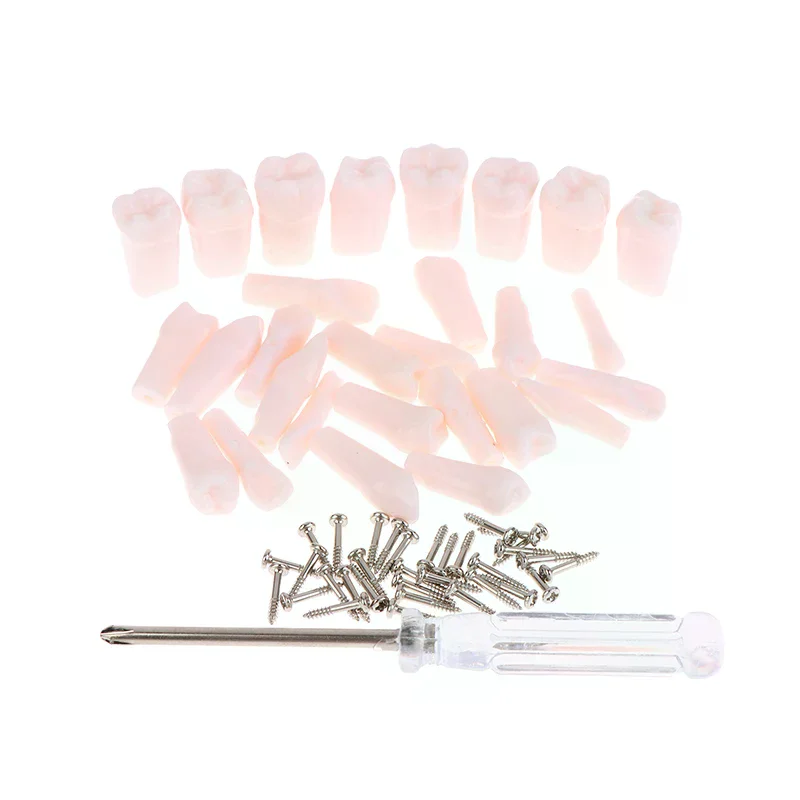 28Pcs Dental Typodont Teeth Replacement Detachable Screw-in Standard Teeth For Dentistry Preparation Training Teach