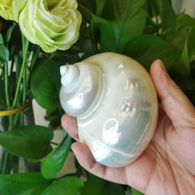 

9-11cm Large Polished Turbo Shells Bright White Jade Hermit Crab Seashells Aquarium Original Sea Home Decoration Natural Crafts