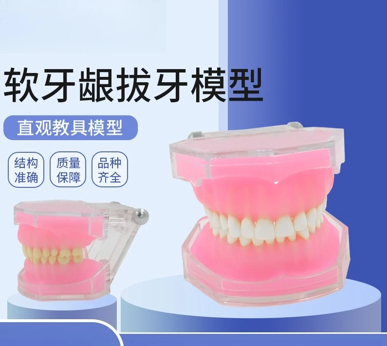 

Soft gum extraction model, dentals tooth extraction model, full mouth removable tooth model, soft gum model