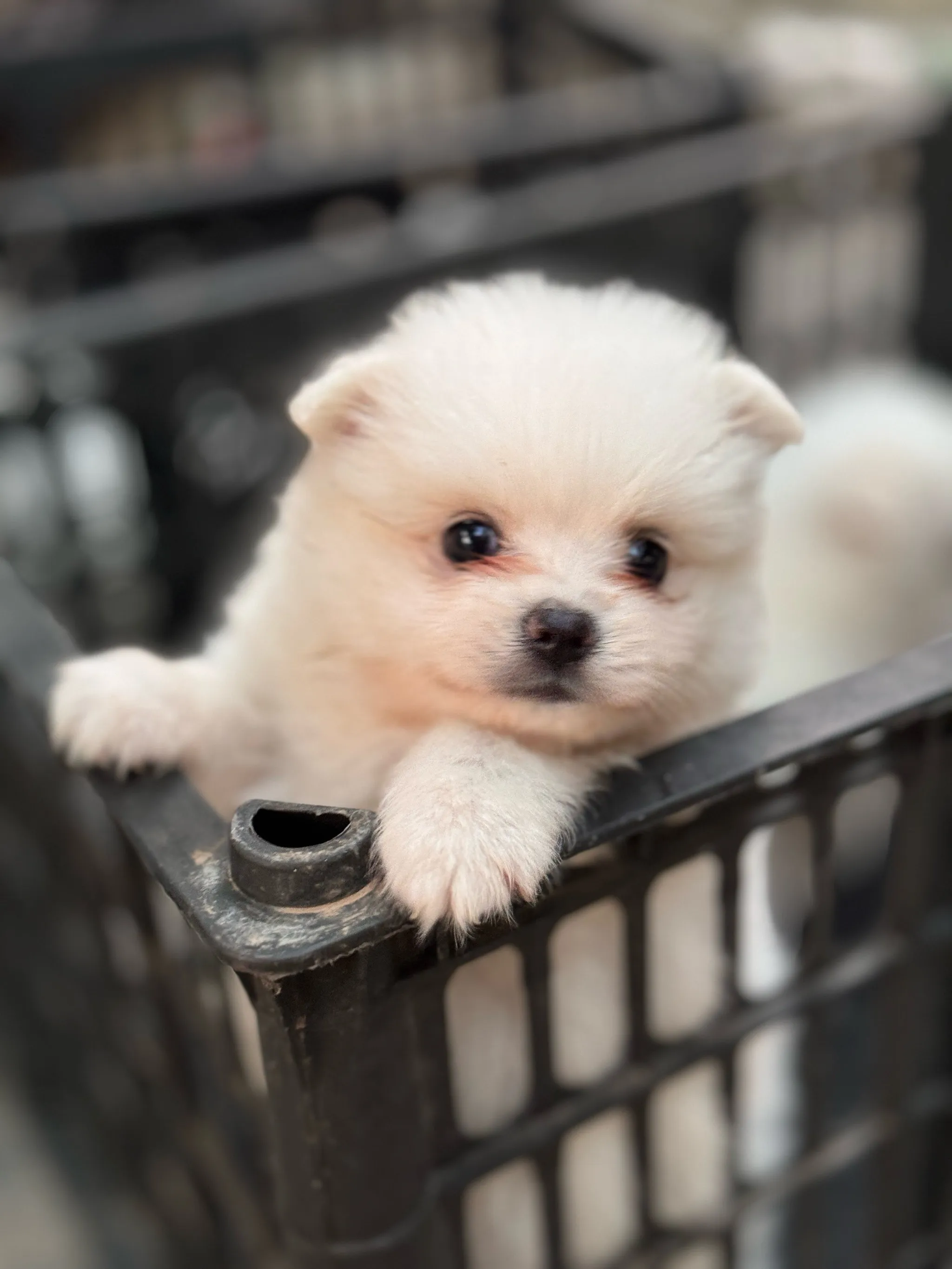 

For Subaru Ascent Outdoor Protection Full Car Covers Snow Cover Sunshade Waterproof Dustproof Exterior Protection