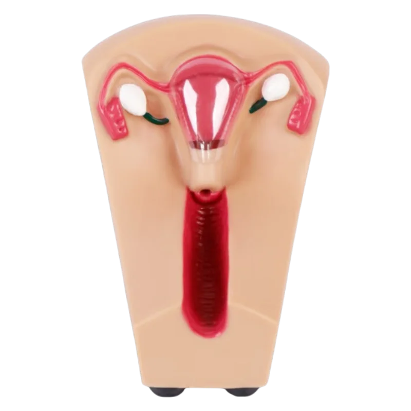 Advanced Medical Teaching Training Simulator Human Anatomical Model