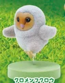 Black Barn Owl