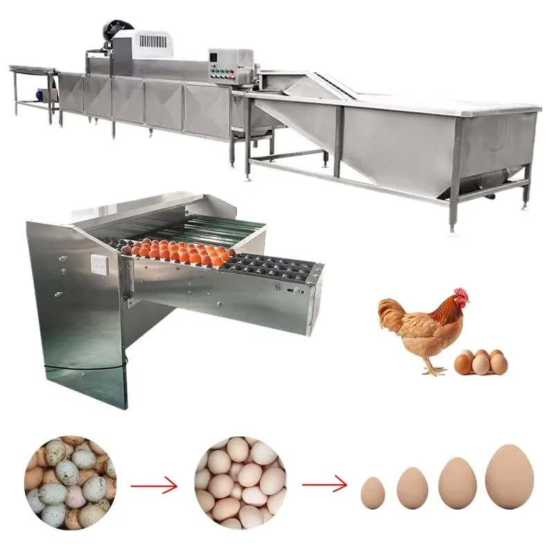 Stainless Steel Egg Processing Machine, Chicken and Duck Egg Shell Washing Cleaning & Weight Grading Washer Grader Equipment
