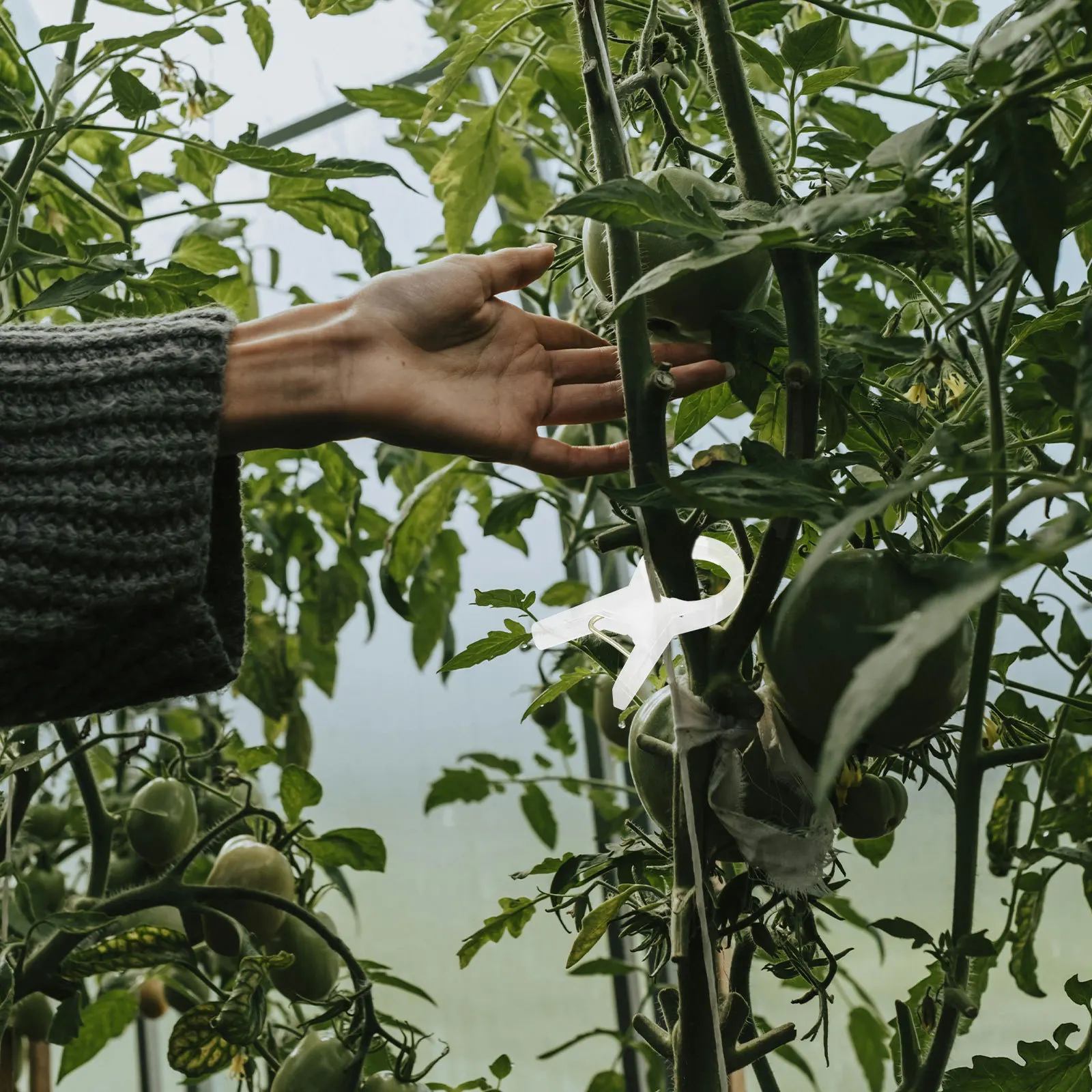 

100Pcs Garden Plant Clips Plastic Stem Support Clamps for Climbing Plants Fix to Trellis Stakes Vine Training Clip