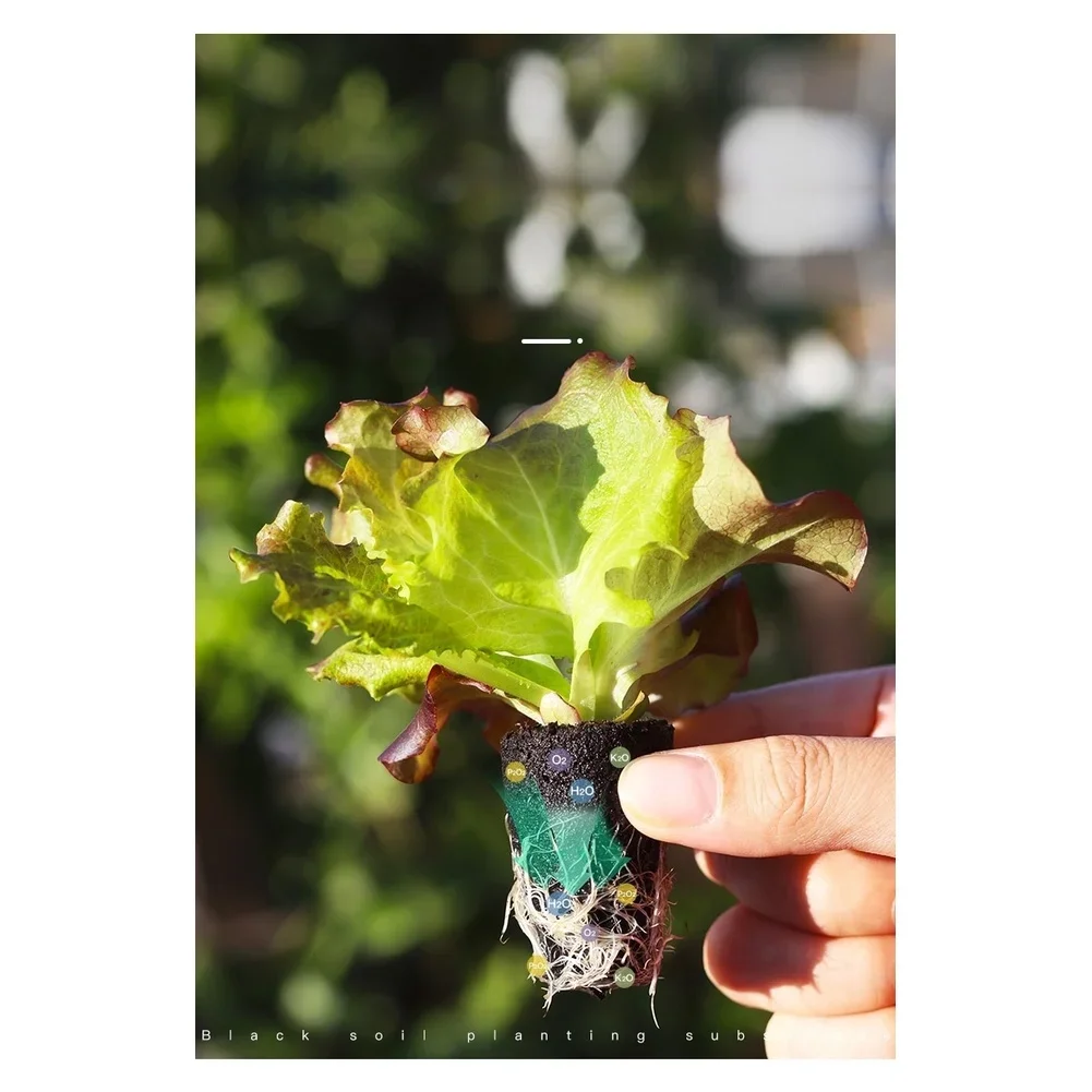 Bloques de esponja para plantar, diseñados para una germinación rápida y una formación de raíces robustas, suelo negro/PET, 12 o 50 unidades