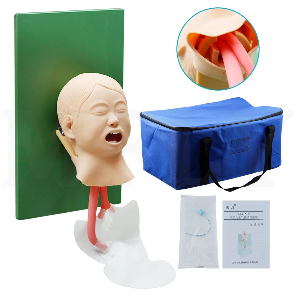 Skeleton Model Tracheal Intubation Model Simulate The Anatomical Structure of Children's Mouth Trachea for Manikin Training