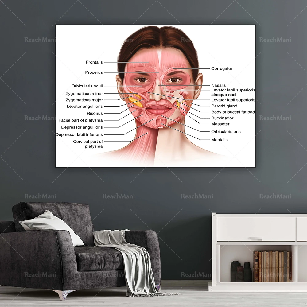 

Facial muscles anatomy vector image, facial anatomy muscle blood vessels detailed art print doctor canvas print poster